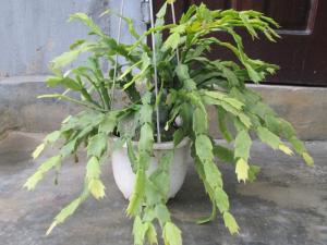 Bán hoa tiểu quỳnh