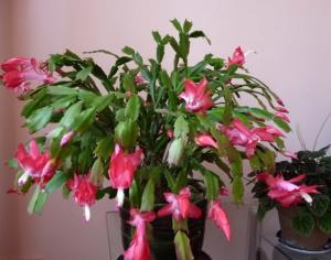 Bán hoa tiểu quỳnh
