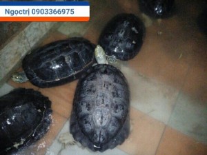 Rùa Răng Thịt Long Mỹ Hậu Giang