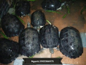 Rùa Răng Thịt Long Mỹ Hậu Giang