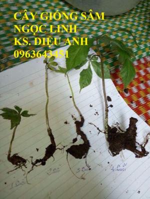 Chuyên cung cấp cây giống, hạt giống dược liệu: cây giống sâm ngọc linh, hạt giống sâm ngọc linh chuẩn, giao cây toàn quốc