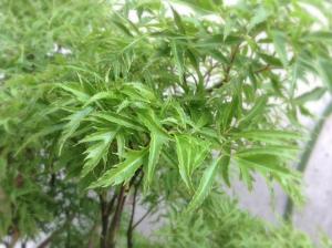Cung cấp giống cây đinh lăng và hợp đồng cam kết bao tiêu