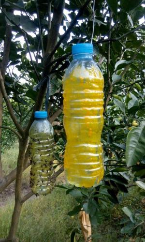 Cung cấp bình xịt ruồi vàng, chai xịt ruồi vàng, số lượng lớn, giao hàng toàn quốc.