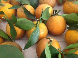 Cây giống cam vinh, giống cây cam vinh, cây cam vinh giống, chuẩn giống.