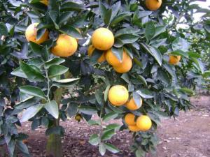 Cây giống cam vinh, giống cây cam vinh, cây cam vinh giống, chuẩn giống.