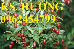 Cung cấp cây giống nhót mỹ, cây nhót tây (nhót ngọt cao sản), chuẩn giống nhập khẩu, giao hàng toàn quốc