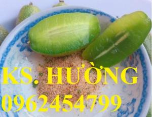 Cung cấp cây giống nhót mỹ, cây nhót tây (nhót ngọt cao sản), chuẩn giống nhập khẩu, giao hàng toàn quốc