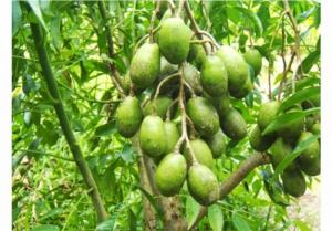 Cây giống cóc thái, giống cây cóc thái, cây cóc thái, giống cóc thái, cây cóc giống