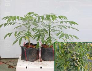 Cây giống cóc thái, giống cây cóc thái, cây cóc thái, giống cóc thái, cây cóc giống