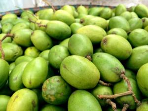 Cây giống cóc thái, giống cây cóc thái, cây cóc thái, giống cóc thái, cây cóc giống