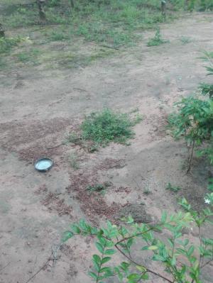 Cần bán lô đất trắng 200ha