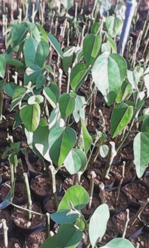 Bán giống cây bò khai