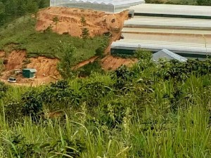 Bán đất vườn cà phê giá rẻ.