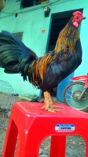 GÀ TRE LAI..SIL ZÁP MỸ..ĐÁ TIỀN C1