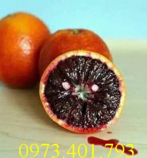 Các loại cây giống cam