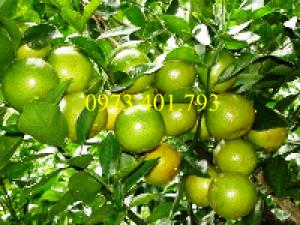 Các loại cây giống cam