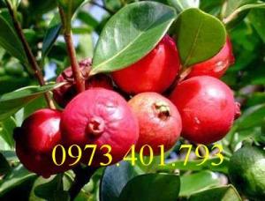 Chuyên Cung cấp các loại cây giống ổi chất lượng