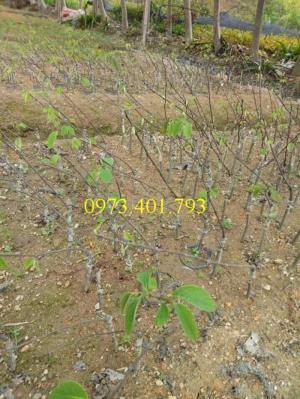 Các loại cây giống na