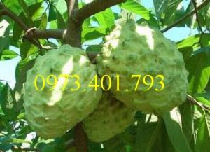 Các loại cây giống na