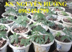 Cung cấp hạt giống sâm ngọc linh, cam kết chuẩn giống, giao hàng toàn quốc