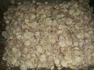 hành được lột vỏ và bào