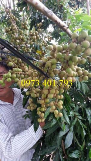 Chuyên Cung cấp các loại giống cây nhãn uy tín, chất lượng