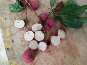 Chuyên Cung cấp các loại giống cây vải chất lượng, giá rẻ