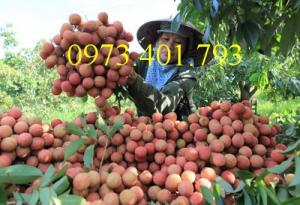 Chuyên Cung cấp các loại giống cây vải chất lượng, giá rẻ