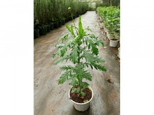 Cây cúc thân gỗ