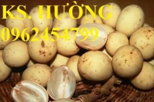 Chuyên cung cấp cây giống dâu da đất, cây bòn bon, giao cây toàn quốc