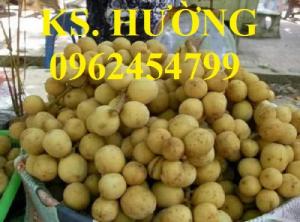 Chuyên cung cấp cây giống dâu da đất, cây bòn bon, giao cây toàn quốc