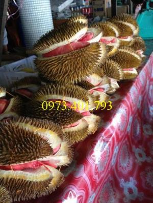 Giống cây sầu riêng ruột đỏ chất lượng