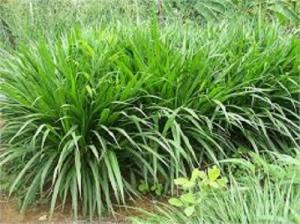 Hạt giống cỏ ghi nê, hạt cỏ ghinê, cỏ voi, cỏ sữa, chuẩn giống, số lượng lớn.