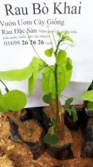 Rau Bò Khai, Đặc Sản Rau Rừng - Cây giống rau bò khai