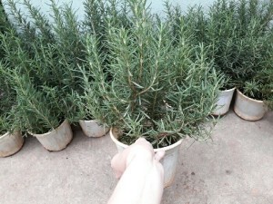 Bán sỉ Cây hương thảo