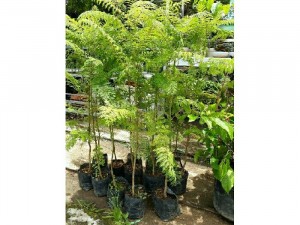 Cây phượng tím sỉ