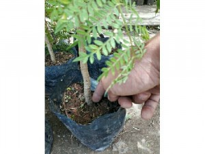 Cây phượng tím sỉ