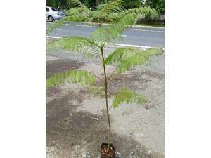 Cây phượng tím đà lạt