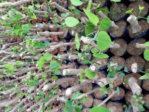 Dạ hiếm rau sạch