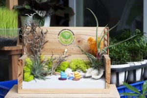 Terrarium chậu gỗ cây không khí