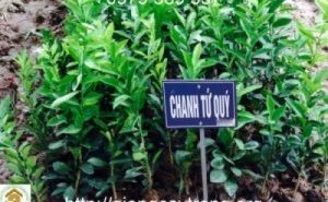 Giống chanh bốn mùa
