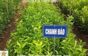 Bán giống chanh đào, chanh bông tím