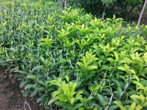 Cây giống hồng xiêm xoài, cây hồng xiêm xoài, cây hồng xiêm giống, cây giống hồng xiêm