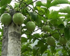Cây giống chanh leo, giống cây chanh leo, cây giống chanh dây, cây chanh dây giống