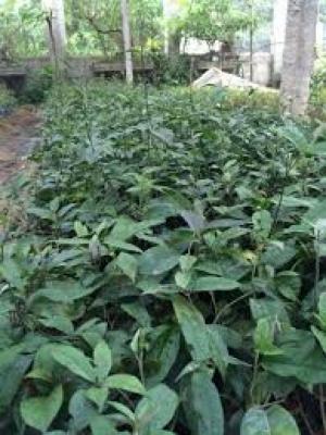 Cây giống ba kích nuôi cấy mô, giống cây ba kích nuôi cấy mô, cây ba kích cấy mô.