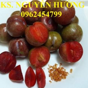 Chuyên cung cấp giống cây mận hậu, giao hàng toàn quốc