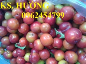 Chuyên cung cấp giống cây mận hậu, giao hàng toàn quốc