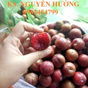 Chuyên cung cấp giống cây mận hậu, giao hàng toàn quốc