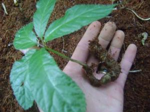 Chuyên cung cấp cây giống sâm ngọc linh, giống cây sâm ngọc linh,hạt giống sâm ngọc linh.