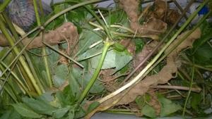 Chuyên cung cấp cây giống sâm ngọc linh, giống cây sâm ngọc linh,hạt giống sâm ngọc linh